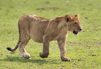 Lion cub at Masai Mara grassland