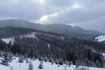 Spruce mountain forest covered by snow.