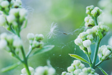 dragonfly on a flower, white lilac