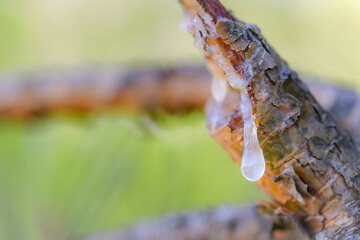close up of a branch of a tree,resin pine tree tears