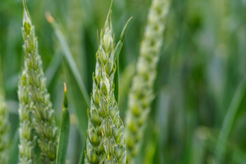An ear of wheat 