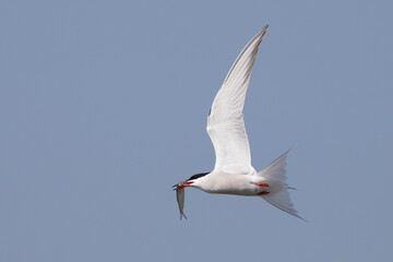 tern in flight with fish