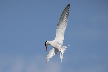 tern in flight