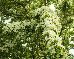 Common hawthorn branch covered with tiny white flowers. Hawthorn blossom, close-up. Flowers of Midland hawthorn, Crataegus laevigata, Common hawthorn, Crataegus monogyna. Selective shallow focus