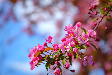 Close-up of bright pink Cherry Blossom flowers against a blue sky