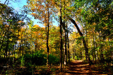 Fototapeta na wymiar A beautiful path through the woods in southeastern Wisconsin on a clear brisk day with sunlight making it to the forest floor through the yellow and orange turning leaves. 
