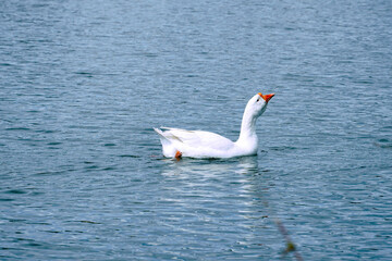 A domestic white goose floats on the blue water of a pond or lake