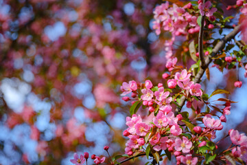 Close-up of a cluster of bright pink Cherry Blossom flowers on right side of screen