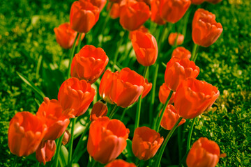 Large, bright red tulips blooming in a sun lit garden in Spring