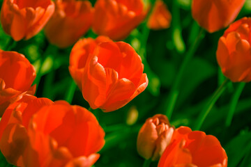 Fototapeta premium Close-up of large, bright red tulips blooming in spring sunlight