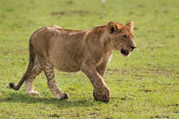 Lion cub moving near the safari vechile