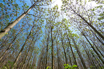 Paulownia tomentosa with fresh leaves in the spring. The tree fastest growing in the world - selective focus