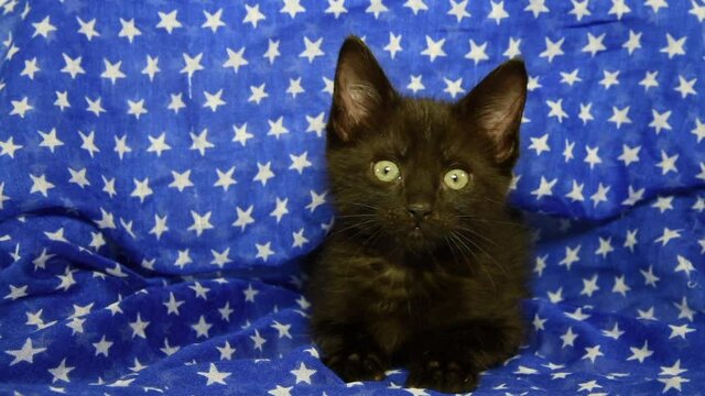 HD video Close up of a black kitten peeking out of a blue cloth scarf with white stars looking slightly to viewers left. Patriotic theme with animals.

