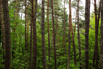 Fototapeta na wymiar Forest trees. nature green wood sunlight backgrounds