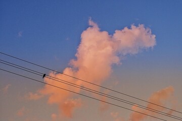 Vogel auf der Stromleitung in der Abendsonne