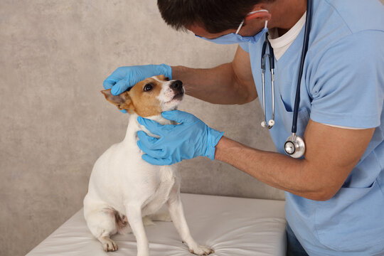 Veterinary care. Vet doctor checking Jack Russell Terrier Dog ears