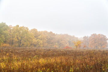 Morning autumn fog over a dry yellow meadow and forest in a fog. Autumn landscape with fog