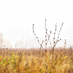 Morning autumn fog over a dry yellow meadow. In the foreground, a dry blade of grass. Autumn landscape with fog. Selective focus