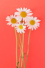 Chamomile in the center of the red  background.  Location vertical. Summer flowers concept.