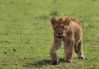 Fototapeta na wymiar Lion cub walking towards the vechile