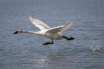 swan in flight