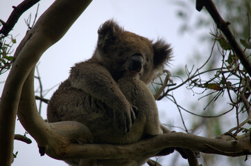 Close up photo of a Koala on a tree branch wild in the woods. Australia