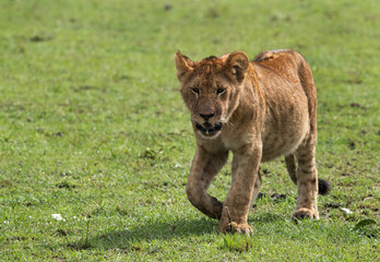 Lion cub at Masai Mara park