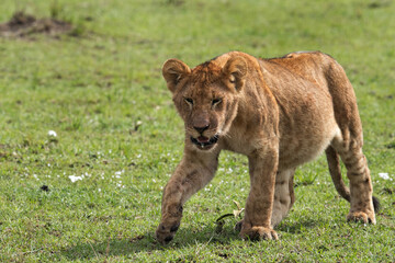 Lion cub on green, Masai Mara