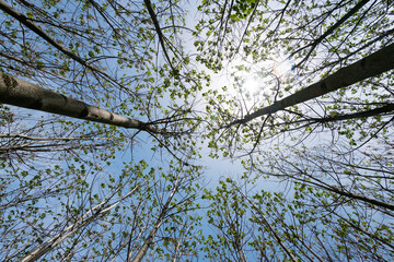 Paulownia tomentosa with fresh leaves in the spring. The tree fastest growing in the world - selective focus