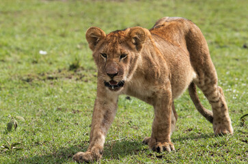 Fototapeta na wymiar closeup of a Lion cub, Masai Mara