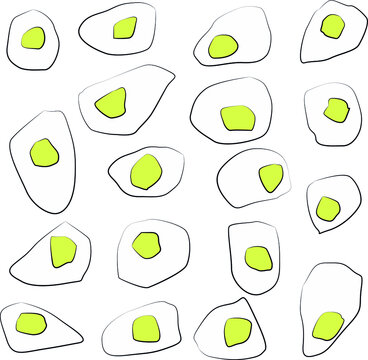 Vector image of fried eggs pattern on a white background