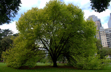 Tall and Big Tree at a Park in Melbourne City, Australia