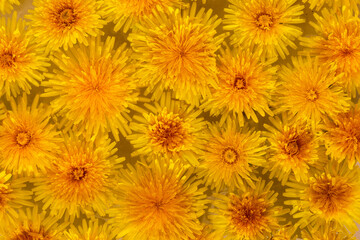 Dandelions full frame