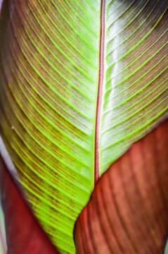 Ensete ventricosum 'Maurelii' also known under the common names of False Banana, Red Abyssinian Banana, Red Leaved Banana, Wild Banana Ensete Ventricosum belongs to the family Musaceae,genus Ensete.