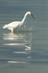 Western reef egret white morphed fishing at Busaiteen coast