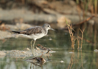 Common Greenshank in Asker marsh, Bahrain