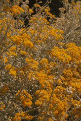 spring-summer garden with yellow flowers 