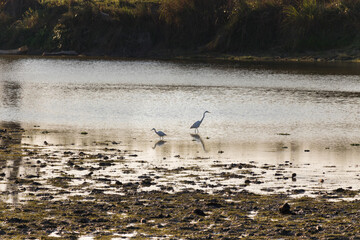 Baby egret learning to catch its prey with a mother bird in the shallow pond surrounded by huge, tall, dense grass. The shimmering water adds beauty to the marshy green swamp in the forest.
