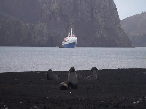 Chinstrap penguins and arctic seals on Deception Island in Antarctica.