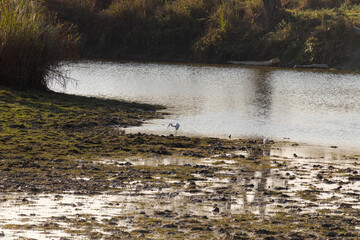 The shimmering pond surrounded by huge, tall, dense grass. The shallow water of this marshy green swamp is the best place for birds, to catch prey. Small egret can be spotted in the center.