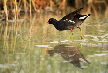 Common Moorhen feeding, Bahrain