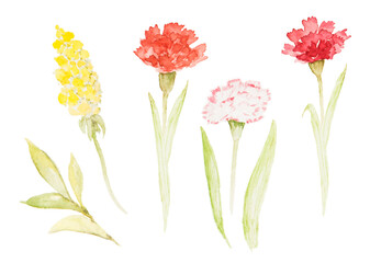 Hand-drawn watercolor set of carnations, mimosa flowers and herbs. Pink flowers, buds, green leaves, stems, white background. Delicate floral design vintage illustration for Mother's Day