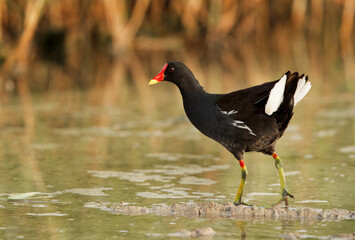 Common Moorhen in Asker Marsh, Bahrain