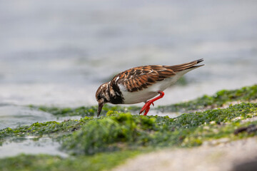 Ruddy Turnstone (Arenaria interpres) in the natural habitat.