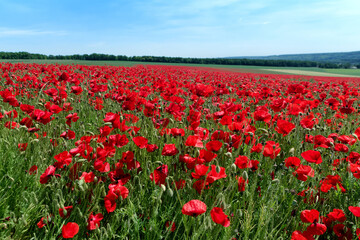 Poppy fields in Normandy hills
