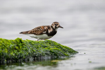 Ruddy Turnstone (Arenaria interpres) in the natural habitat.