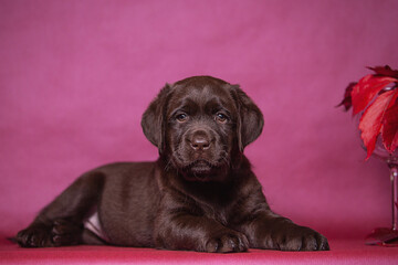 Portrait of a cute chocolate labrador puppy, dog in the studio.