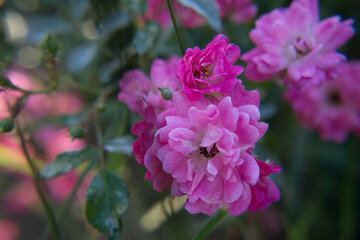 kwiat natura macro zieleń wiosna