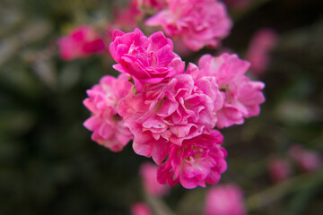 kwiat natura macro zieleń wiosna