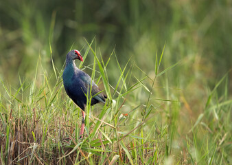 Swamphen in its habitat